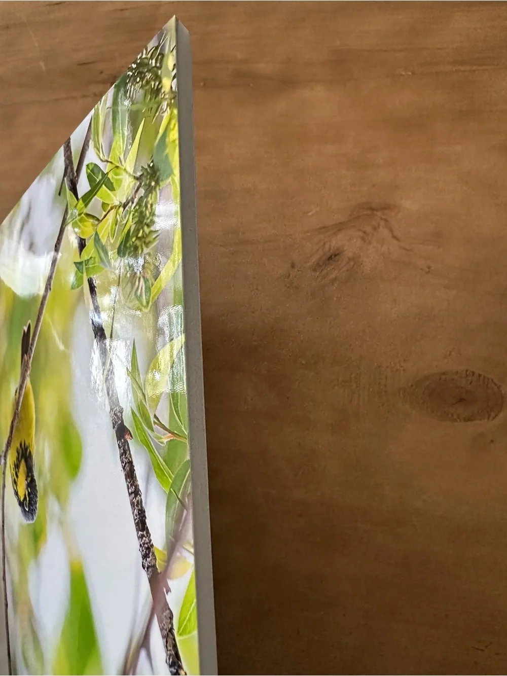 Yellow Songbird Photography Print on foam board - Picture 2 of 2
